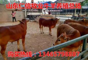 杂交黄牛视频,基因改良下的高效养殖新篇章