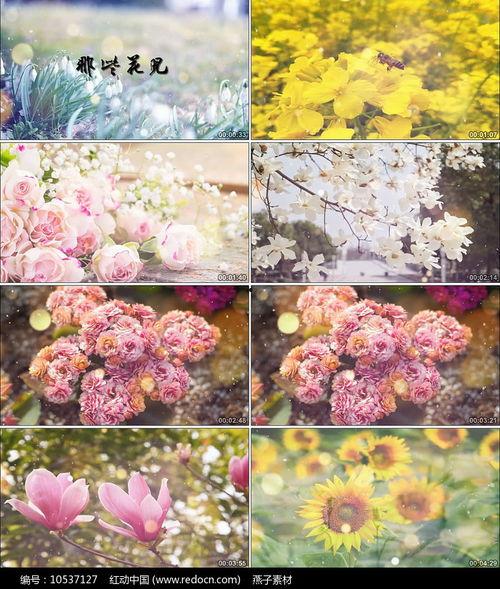 那些花儿视频,一段青春记忆的旋律之旅