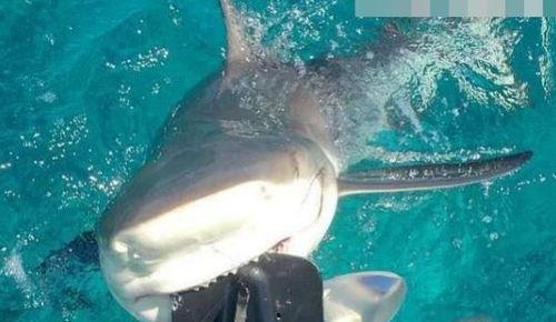 钓鲨鱼视频,揭秘钓鲨鱼的惊险瞬间