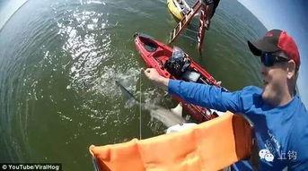 钓鲨鱼视频,揭秘钓鲨鱼的惊险瞬间