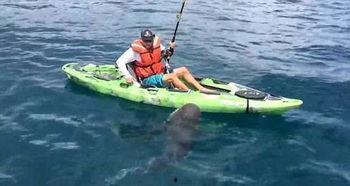 钓鲨鱼视频,揭秘钓鲨鱼的惊险瞬间