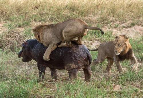 河马一口咬死狮子视频,惊心动魄的生死对决