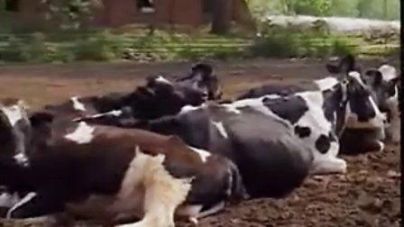 打奶牛视频