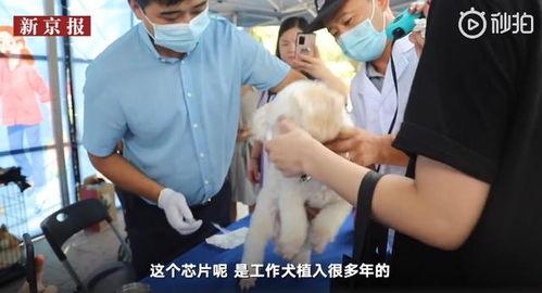 犬芯片植入视频
